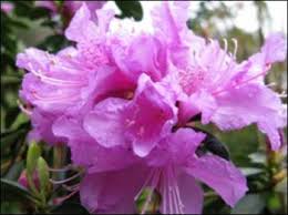 If your dog ingests the leaves of azalea, it could result in vomiting, diarrhea, and excessive drooling. Poisonous Plants To Dogs