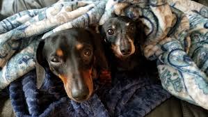 Did you know that drla has a sister recue in utah? Dachshund Seeking Forever Home Rescue Home Facebook