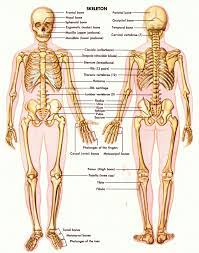 Personal trainer articles and blogs these pictures of this page are about:human anatomy male groin. Pin On Human Anatomy Study