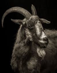 Black Goat Wallpapers On Wallpaperdog 1680 x 1050 jpeg 220 кб. black goat wallpapers on wallpaperdog