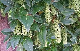 Image result for Phytolacca dioica