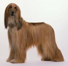 Perro Afghan Hound Hound Dog Breeds Afghan Hound Dog Breeds Pictures