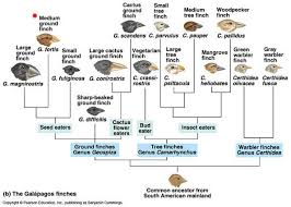 Darwins Finches Changeovertime Teaching Biology