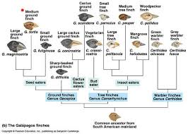 darwins finches changeovertime teaching biology