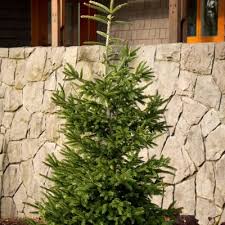 Image result for Xyris natalensis