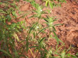 Image result for Justicia striata