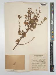 Image result for Humularia