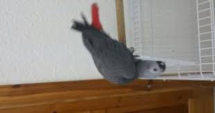 للبيع ببغاء كاسكو هولندي