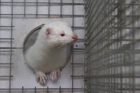 Mounting Evidence Suggests Mink Farms In China Could Be The Cradle Of Covid 19