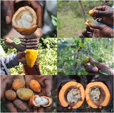 Image result for Landolphia eminiana