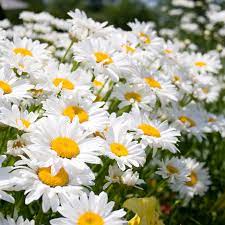 Semplice, molto comune, ma con una bellezza incredibile. Margherita Gigante I Migliori Semi Da Fiore Solo Su Bestprato Com