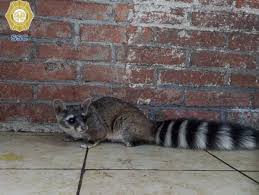 Tu nuez significa árbol de pacanas. Rescatan A Cacomixtle De Patio En Casa De Coyoacan