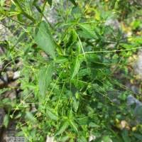 Image result for Micrococca mercurialis