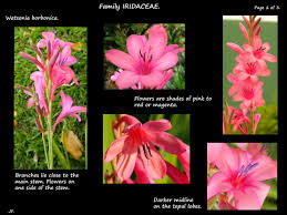 Image result for Watsonia borbonica