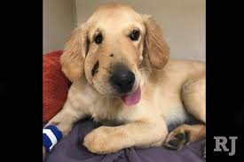 Purebred akc golden retriever puppies. Golden Retriever Saves Owner From Being Bit By Rattlesnake Las Vegas Review Journal