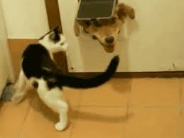 Battle-cat GIFs - Get the best GIF on GIPHY