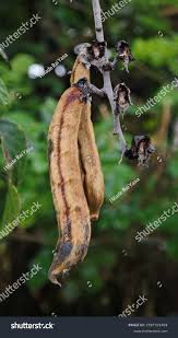 Image result for Mucuna poggei