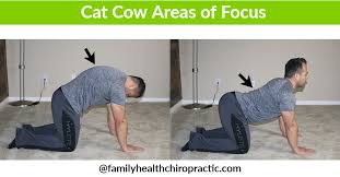 The sanskrit name of the cat pose, marjaiasana, comes from marjay meaning cat and asana. Cat Cow Progressions For Optimal Spine Health Family Health Chiropractic