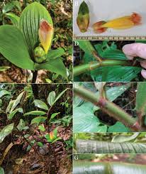 Image result for Costus