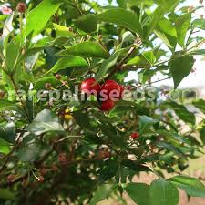 Image result for Malpighia