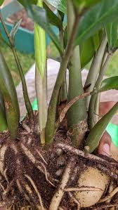 Maybe you would like to learn more about one of these? Zz Plant Has No Visible Root Rot Album On Imgur