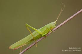 Image result for Ruspolia sp. no. 1 (Biegel 5407)