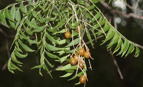 Image result for Sapindus saponaria