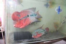 Ikan louhan atau ikan flowerhorn merupakan salah satu jenis ikan hias yang sangat khas karena memiliki bentuk kepala yang berbeda dibandingkan dengan ikan hias lainnya. Cara Membedakan Ikan Louhan Jantan Dan Betina Beserta Gambar