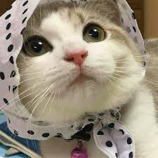 Pin On Cute Pics Of Cats