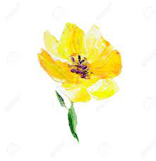 Flowers are yellow at the beginning, and with time they turn white with yellow midribs, sometimes with slight pink shading. Hand Painted Modern Style Yellow Flower Isolated On White Background Stock Photo Picture And Royalty Free Image Image 96644816