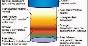 Maybe you would like to learn more about one of these? 10 Warna Air Kencing Menurut Kesehatan Badan Faktasantuy Com