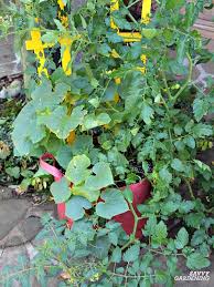 Maybe you would like to learn more about one of these? How To Grow Cucumbers In A Container Garden On Decks Patios More