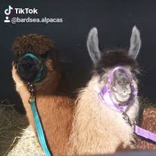 Bardsea Alpacas Oh No I Ve Downloaded Tiktok