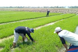 Cara menggambar petani di sawah youtube via youtube.com. Kementan Buat Strategi Pengelolaan Opt Republika Online