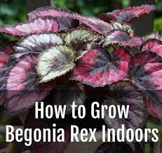 The Begonia Rex Can Be A Difficult And Finicky Houseplant Check Out This Article For Care Tips For Your Begonia Plants Begonia House Plant Care