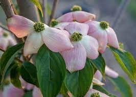 Pin On Trees With Beautiful Flowers