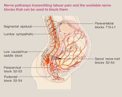Image result for Active Labor Anesthesia