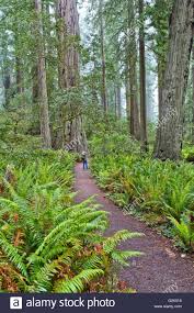 The moist conditions and the extra rain brought by the elevation causes the redwoods in this grove to look less red than trees of that sort found elsewhere on the north coast. Neblig Redwood Forest Trail Sequoia Sempervirons Lady Bird Johnson Grove Redwood National Park Stockfotografie Alamy