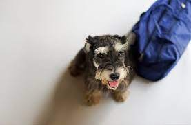 Our surrender fee is $75 for a dog, $60 for a cat and $60 for a rabbit. What Does It Mean To Surrender A Dog Rehome By Adopt A Pet Com
