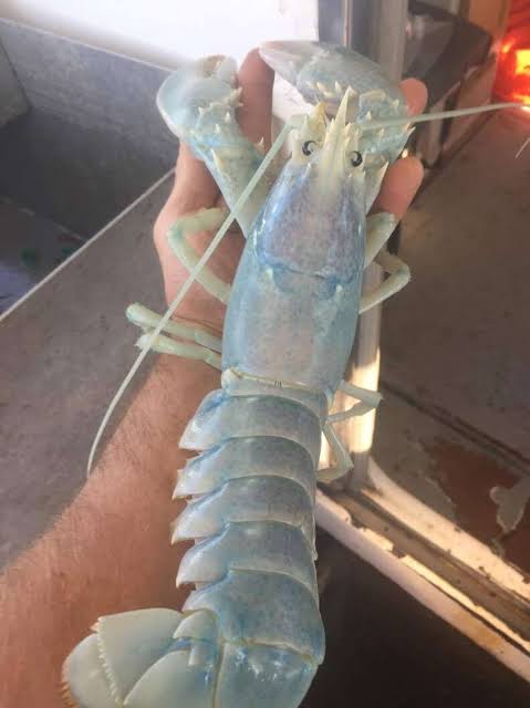 Fisherman Catches A Rare 'Ghost' Lobster, Sends Her Back Home - The Dodo