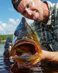 Big ☑️ Powerful ☑️ Beautiful ☑️ Hyper-Aggressive ☑️ Peacock bass have all  the right ingredients for a good time