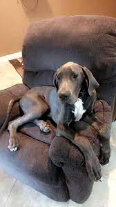 Leonidas 5 Month Old Blue Great Dane Great Dane Puppy Great Dane Dane Dog