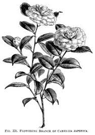 Black And White Beautiful Flower Rose Clip Art Japanese Rose Camellia Japonica Flowering Rose Branch Vintage Garden Clip Art Black And White Clipart Beautiful R Flower Drawing Clip Art Vintage Drawings
