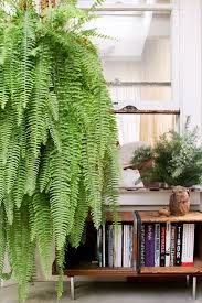 The boston fern is able to survive winter as long as you follow proper care. Boston Fern Nephrolepis Exaltata Angus Celeste