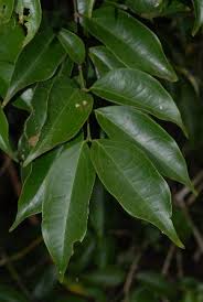 Image result for Strychnos usambarensis