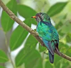 Does the bird have wing and tail feathers (at least. Asian Emerald Cuckoo Chrysococcyx Maculatus The Jewel Bird Pet Birds Beautiful Birds Bird