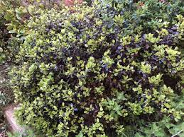 Maybe you would like to learn more about one of these? Tom Thumb Plant Pittosporum Tenuifolium Hedging By Hopes Grove Nurseries