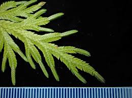 Image result for Selaginellaceae