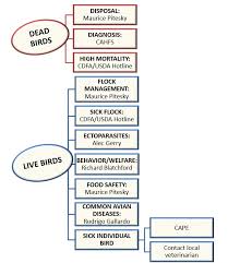 Who To Contact In Case Of Poultry Issues Poultry