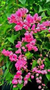 Download mp3 air mata pengantin gratis, ada 20 daftar lagu air mata pengantin yang bisa anda download. Air Mata Pengantin Tanaman Bunga Tanaman Air